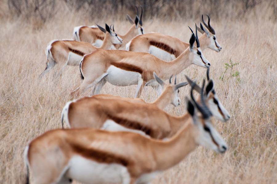 Springböcke, Etosha, Namibia 2011.